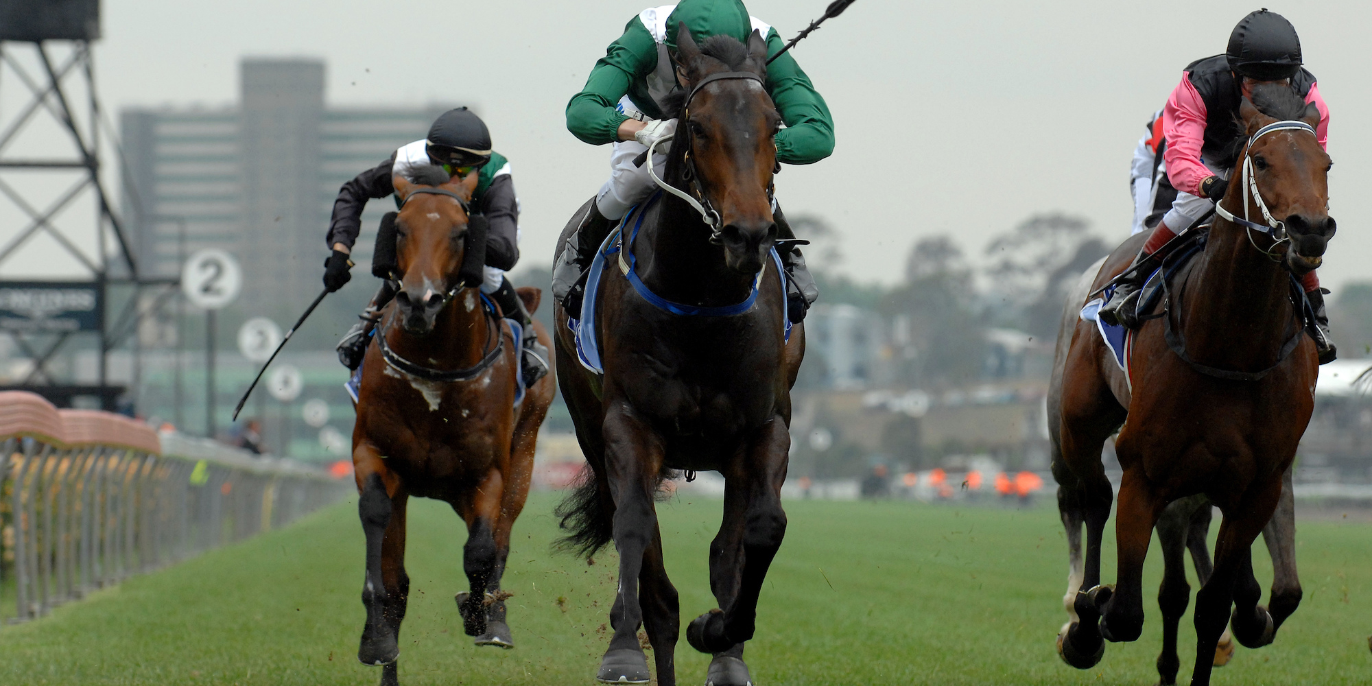 flat racing master review flat racing master review